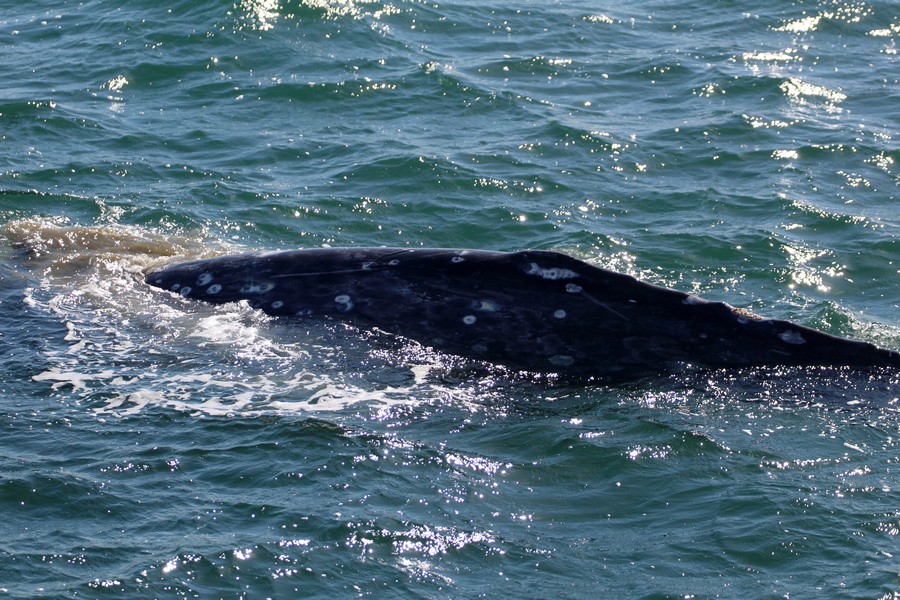 Gray whale dorsal ridge with mud visible in the water, could be feeding and sifting out its food