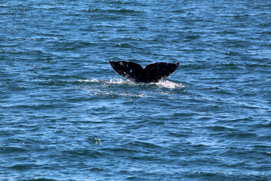 Gray whale fluke as the whale dives