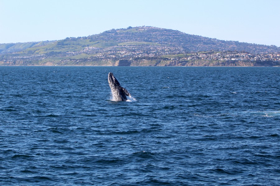 Gray whale breaching with Point Fermin in the background