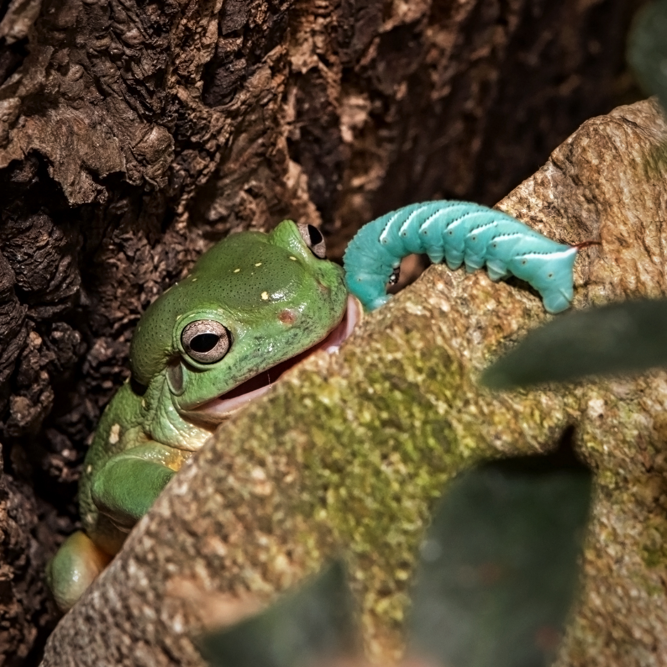 Magnificent tree frog with horn worm