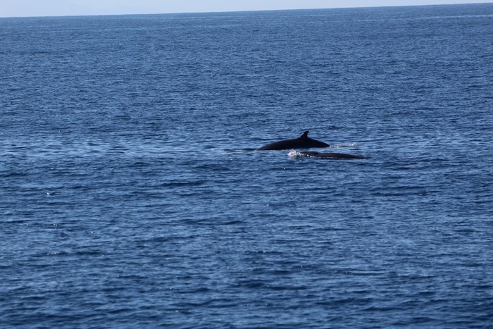 Two minke whales