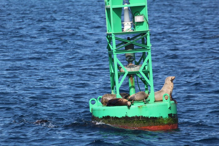 Sea lions sitting on a buoy