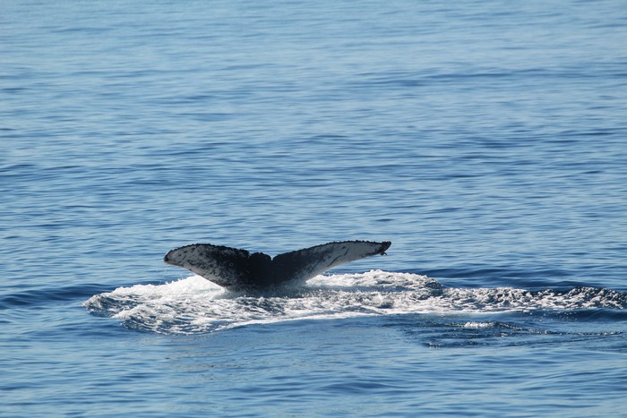 Humpback whale fluke, ventral side