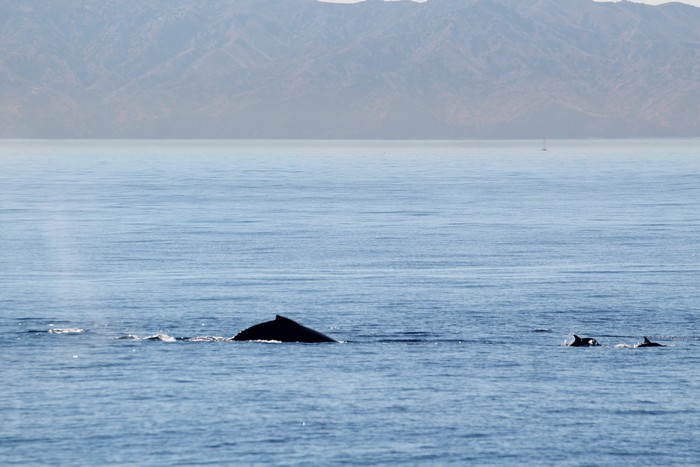 Humpback whale and dolphins at distance