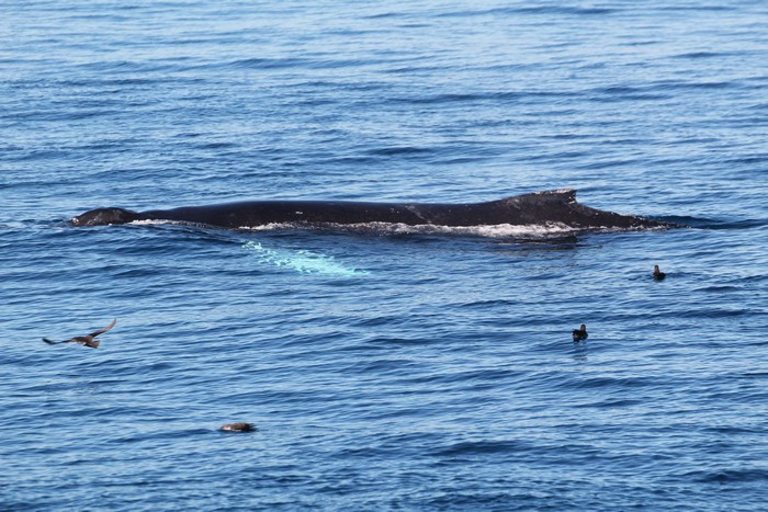 Humpback whale and shearwater birds