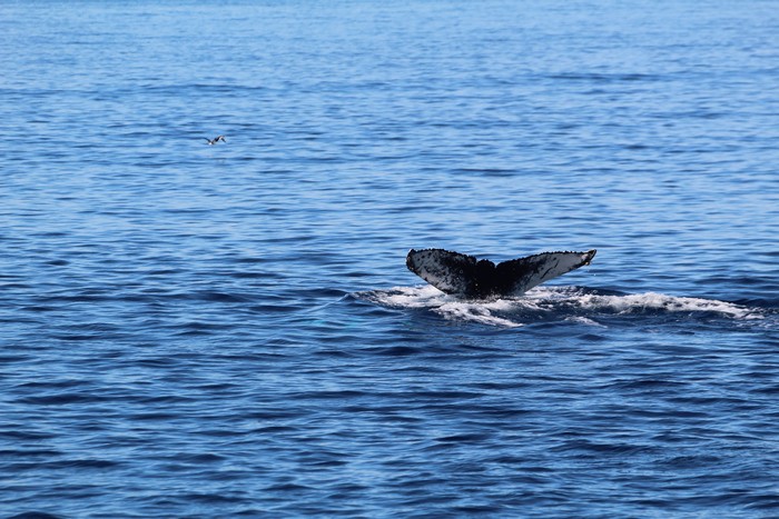 Humpback whale fluke, ventral side