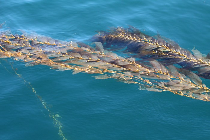 Giant kelp at water surface