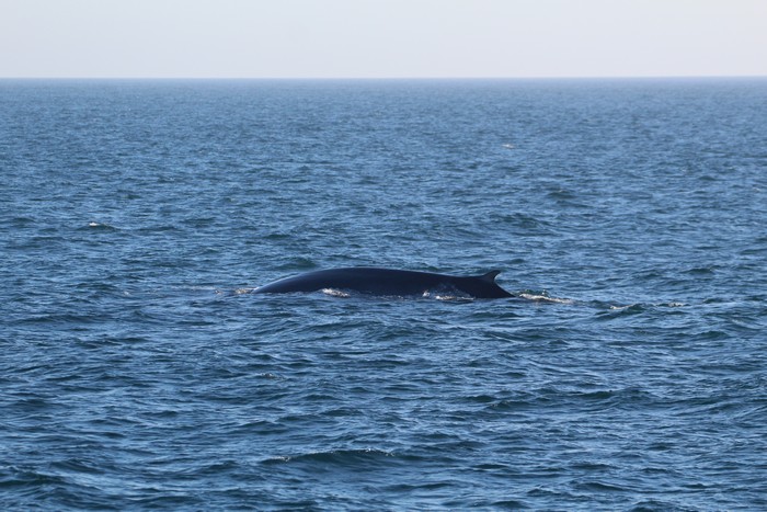 Fin whale at the surface