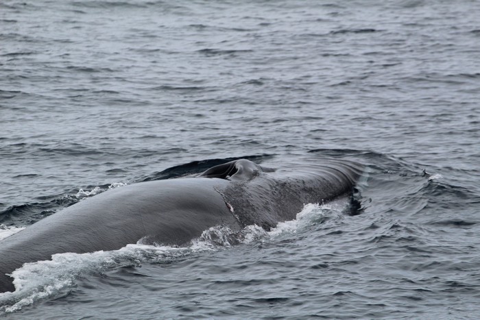 Fin whale blowholes and rostrum