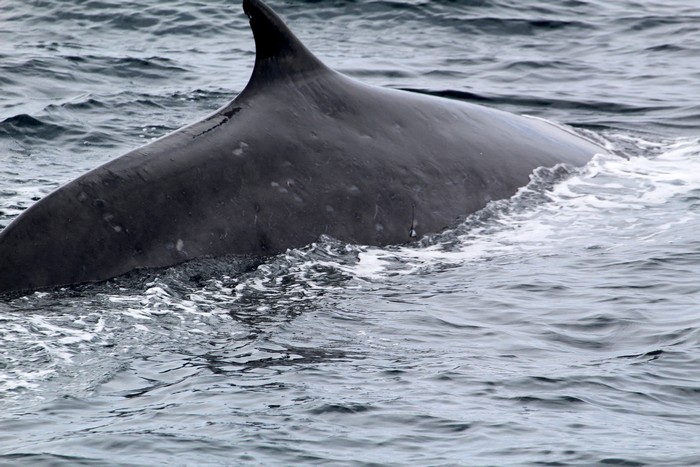 Fin whale at the surface, close up