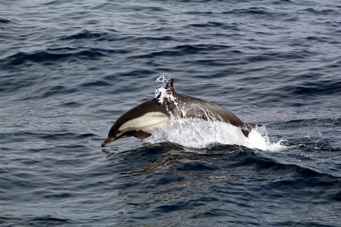 Long beaked common dolphin porpoising