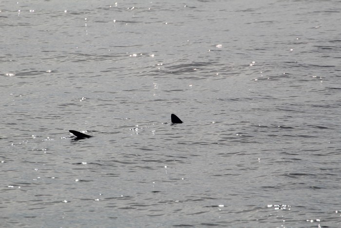 Blue shark dorsal fin and tail above the water