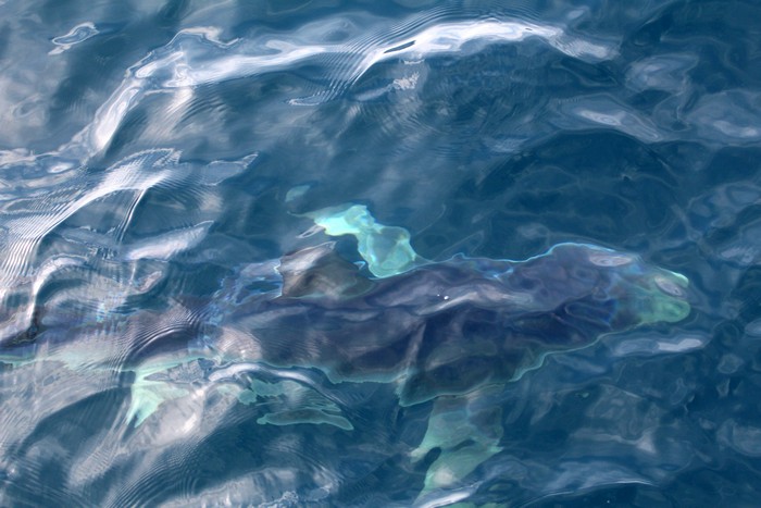 Blue shark just below the water surface