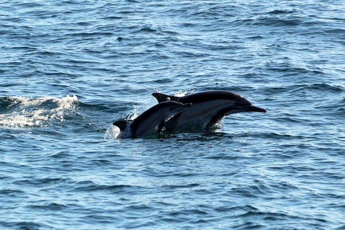 Common dolphin cow/calf pair