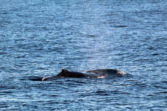 Humpback whale moving across the surface