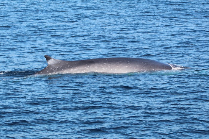 Fin whale with visible ID markings