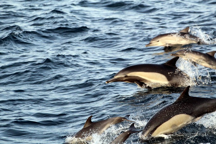 Common dolphins jumping
