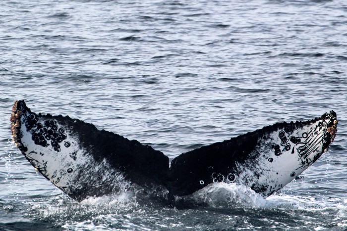 Humpback whale fluke