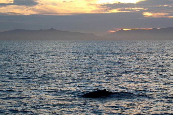 Humpback whale at sunset with Catalina in the background