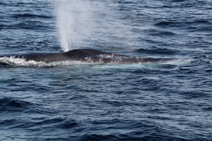 Fin whale blowholes and rostrum