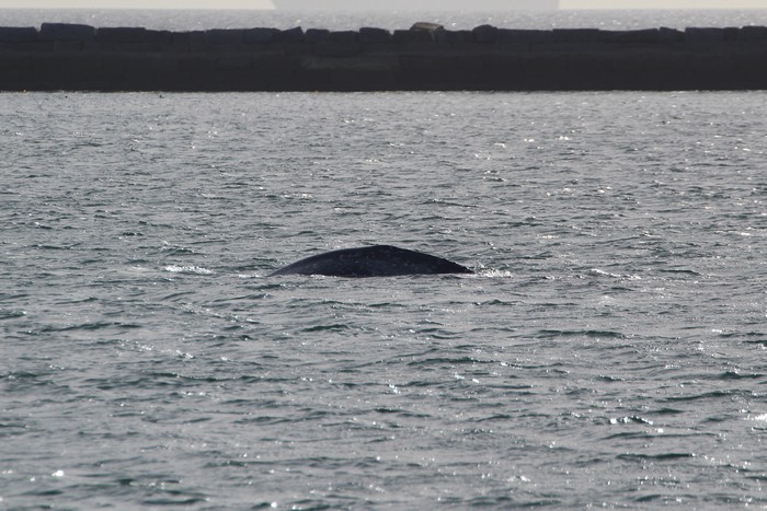 Gray whale along the breakwall