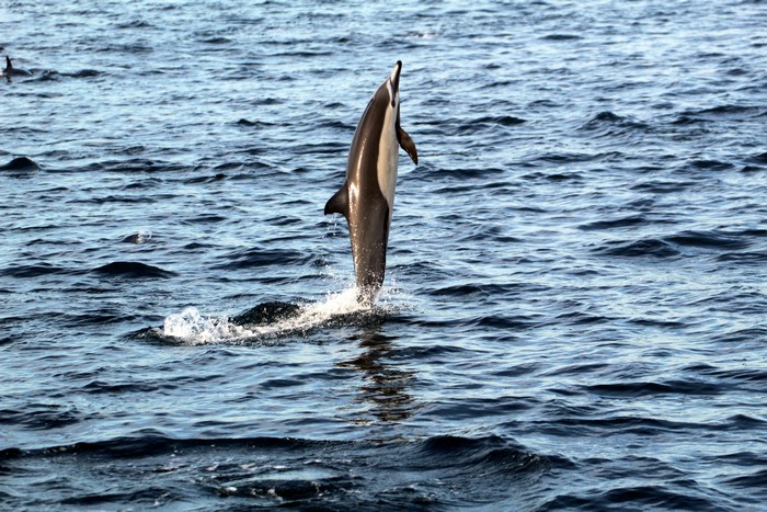 Common dolphin leaping straight up