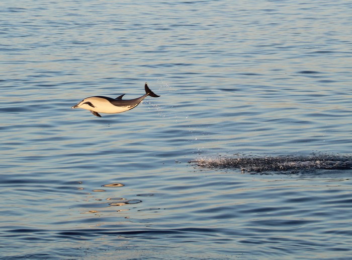 Common dolphin leaping through the air