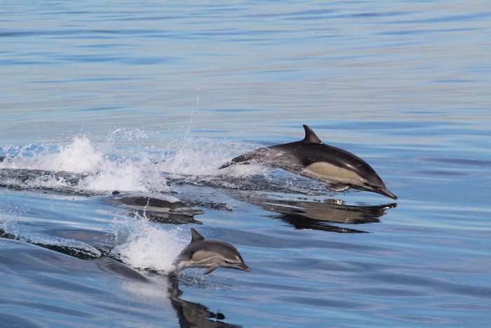 Common dolphins and calf