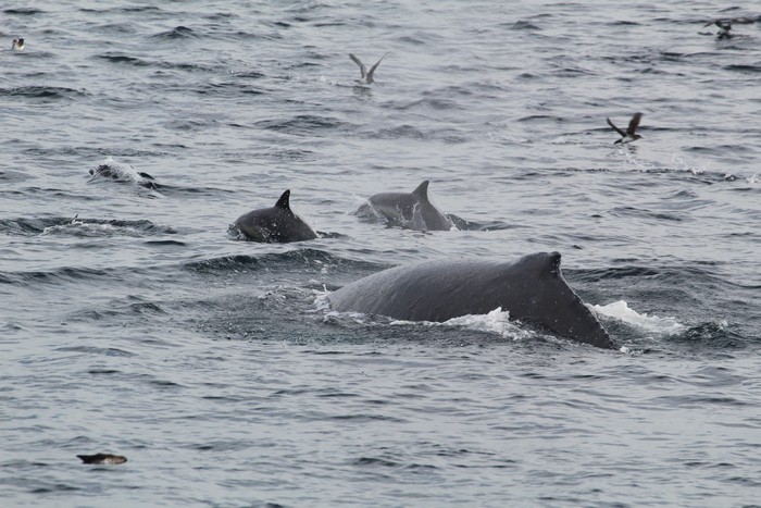 Humpback whale with common dolphin bowriding and shearwater birds