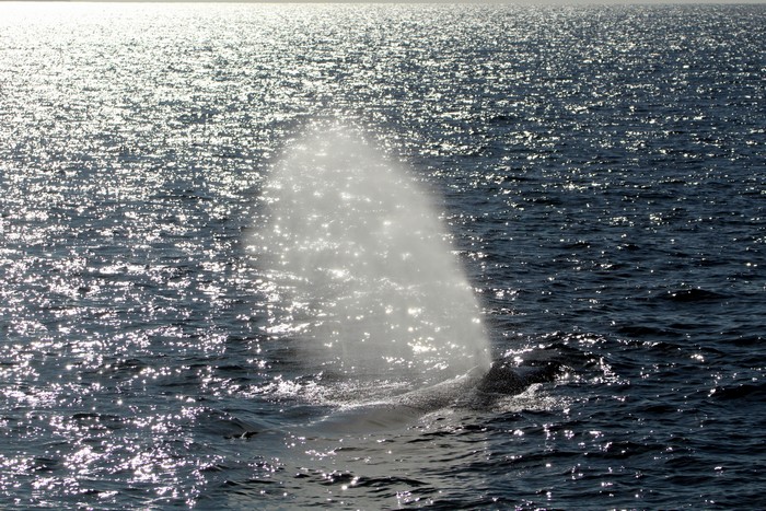 Humpback whale blow
