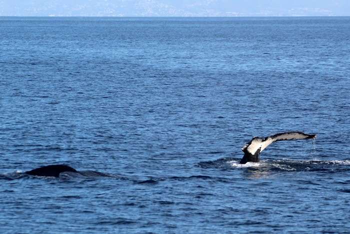 Humpback whales, one missing almost half of its fluke