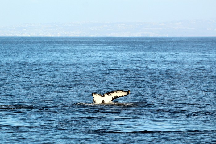 Humpback whale missing portion of its fluke