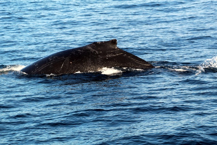 Humpback whale with distinct scars on its dorsal