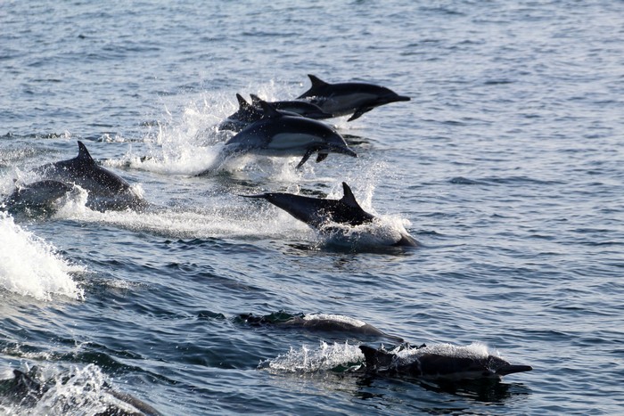 Large pod of common dolphins
