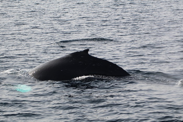 Humpback whale dorsal fin