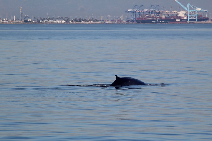 Fin whale with the port in the distance
