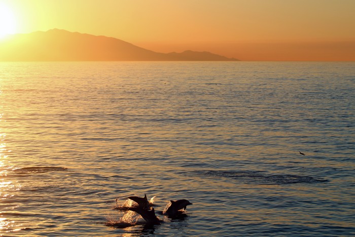 Dolphins in front of Catalina Island at sunset