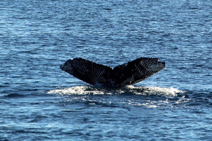 Humpback whale fluke with distinct rake marks on the underside