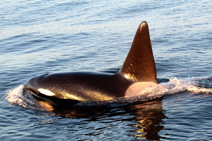 Fatfin (CA171B) the transient orca
