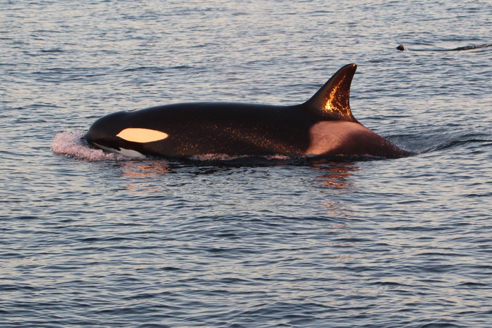 Female transient orca