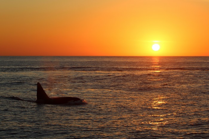 Fatfin the orca at sunset