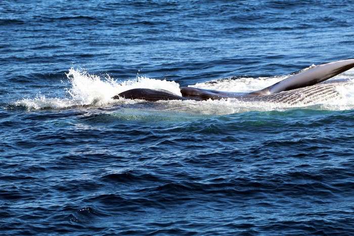 Fin whale lunge feeding