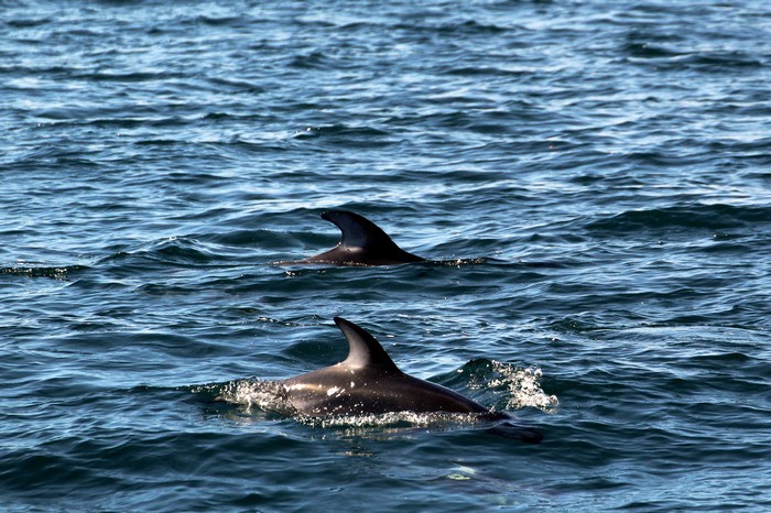 Pacific white-sided dolphins at the surface