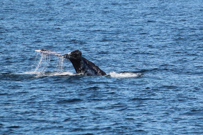 Gray whale fluke and tail stock in the air