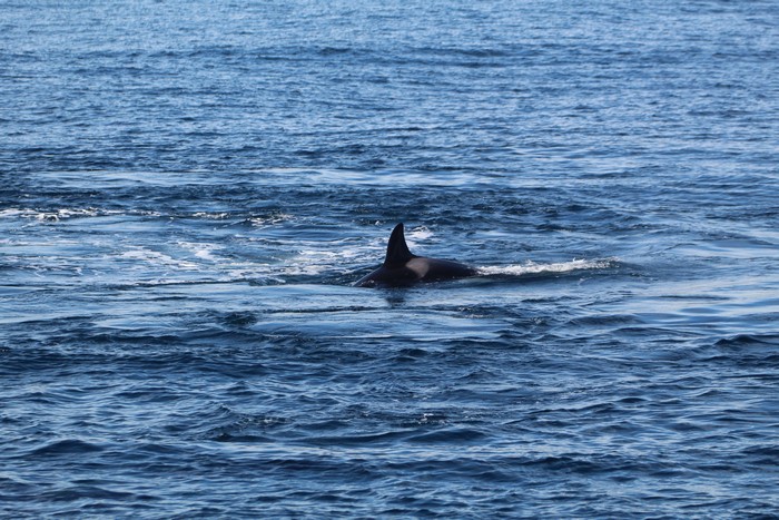 Orca at the surface