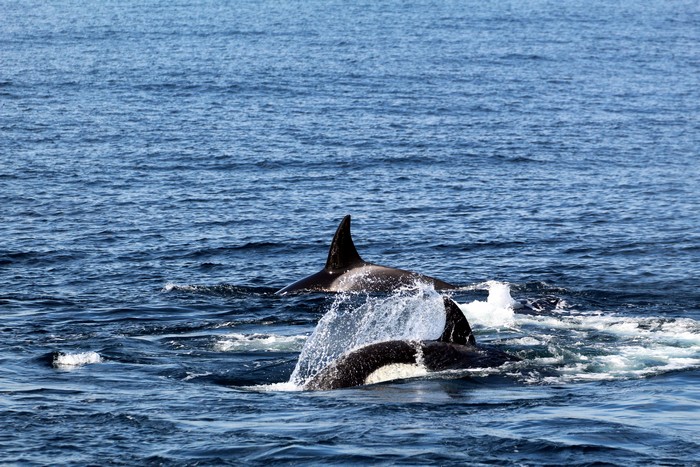 Orcas at the surface of the water