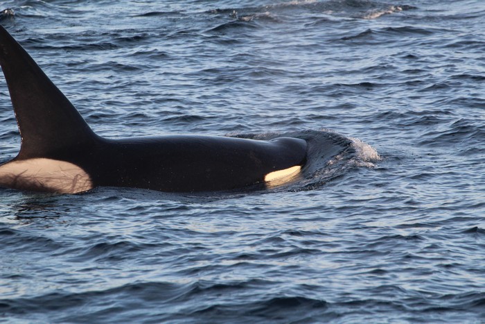 Male orca at the surface