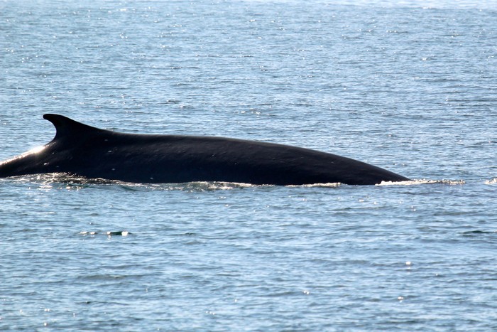 Fin whale dorsal fin, right side