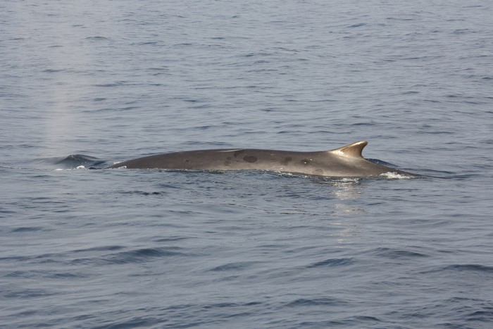 Fin whale at the surface