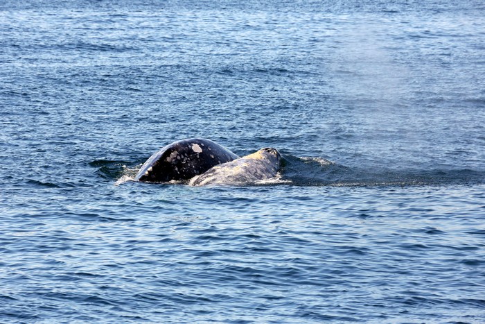 Gray whales displaying courting and potential mating behavior
